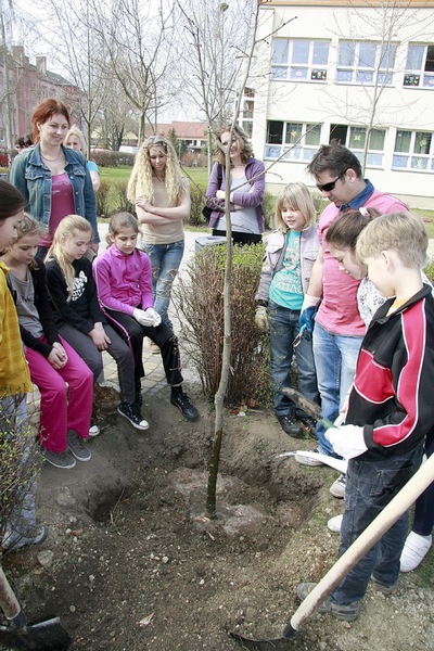 Ságvári iskola faültetés33