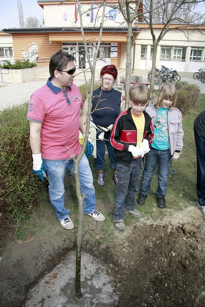 Ságvári iskola faültetés37